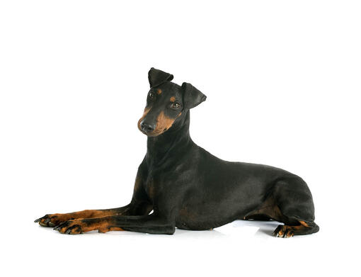 Manchester Terrier Dog Breed Information Purina